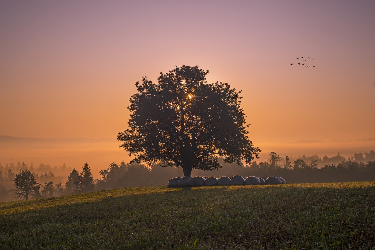 tree, landscape, nature